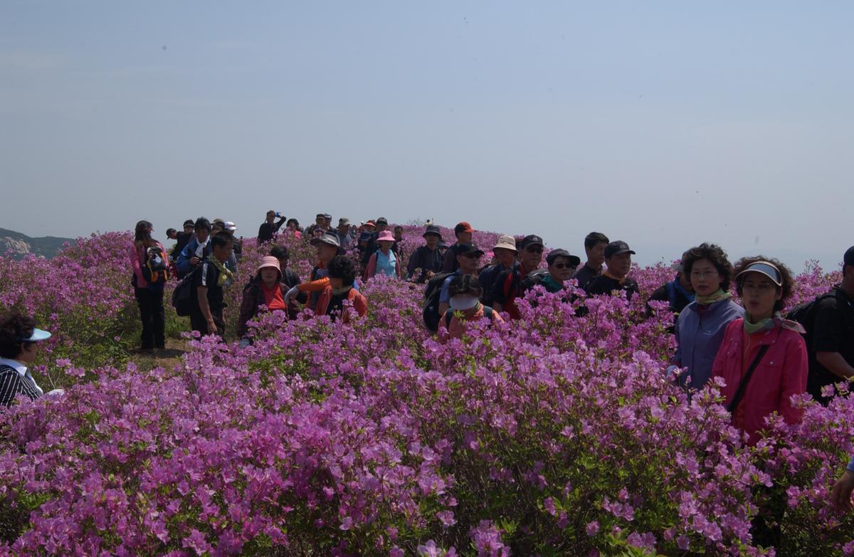 황매산철죽축제