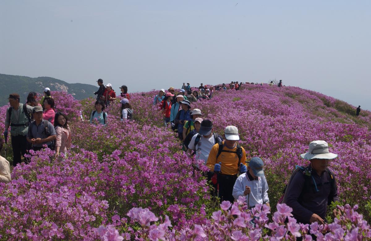 황매산철죽축제