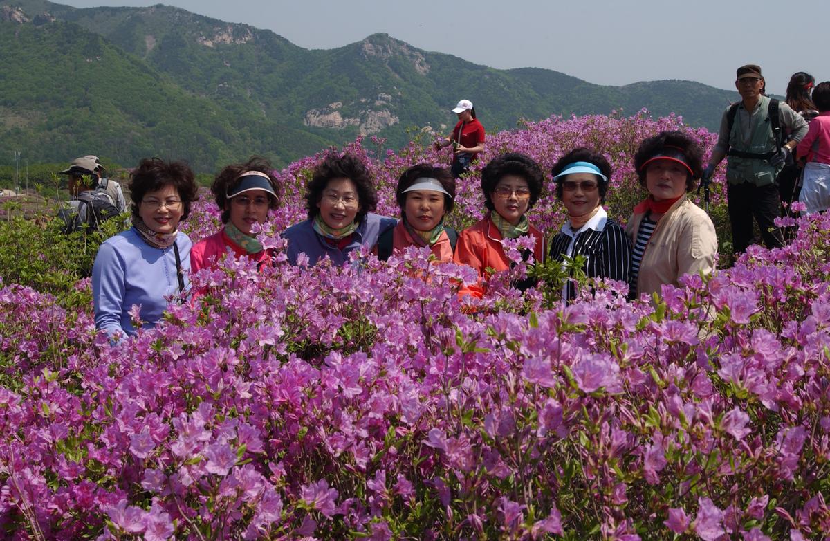 황매산철죽축제