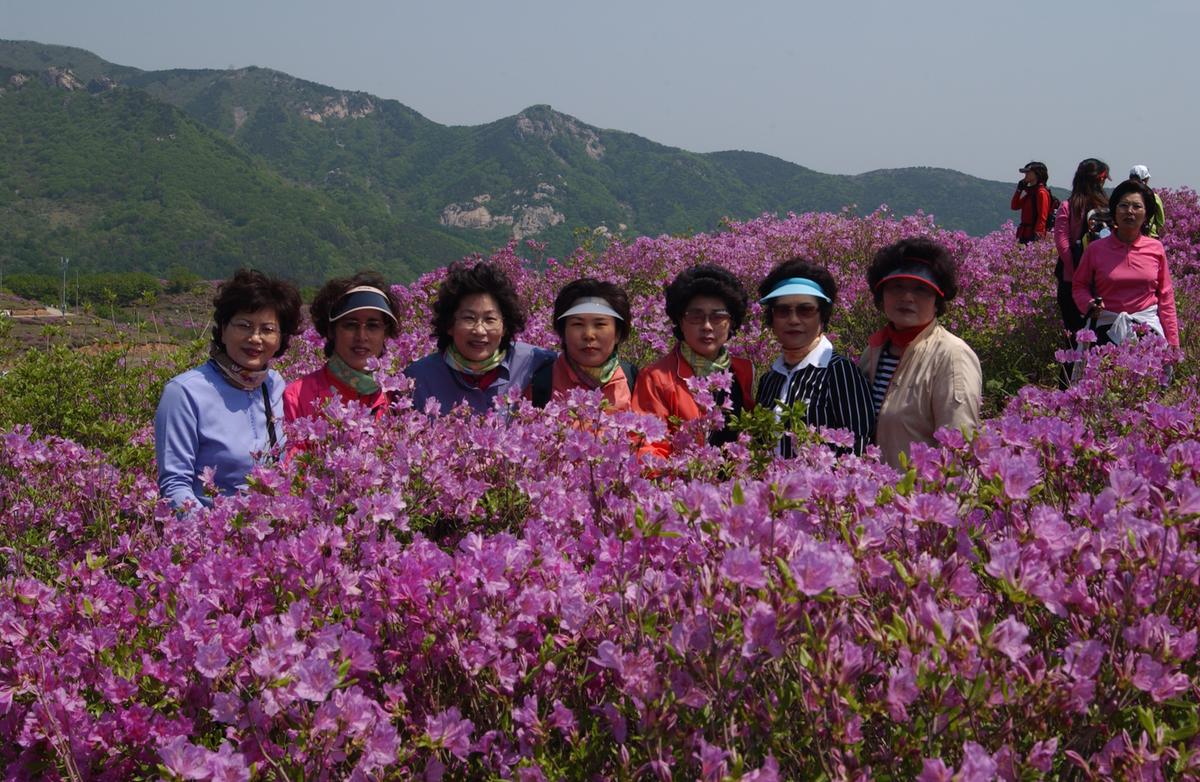 황매산철죽축제