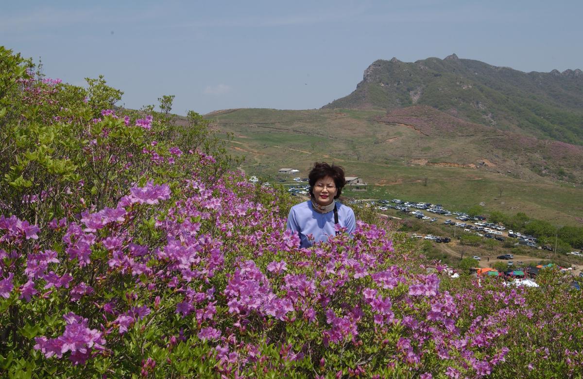 황매산철죽축제