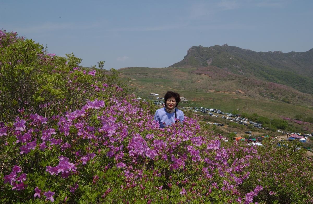황매산철죽축제
