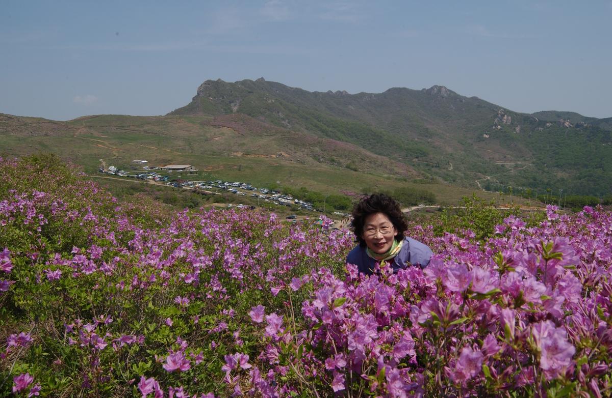 황매산철죽축제