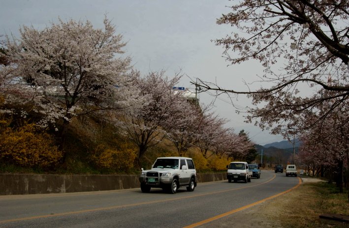 합천백리벛꽃길