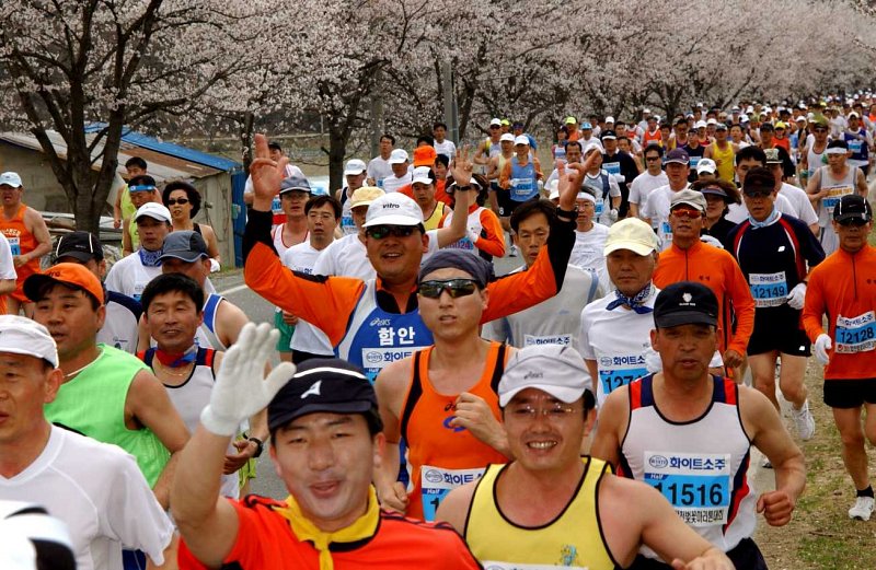 합천벛꽃마라톤