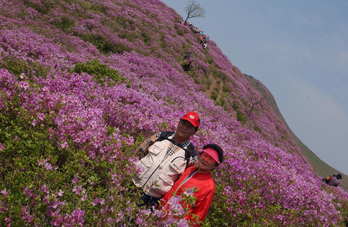 2006철쭉사진
