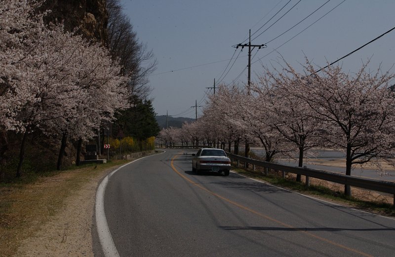 합천군 백리 벚꽃길(1)1