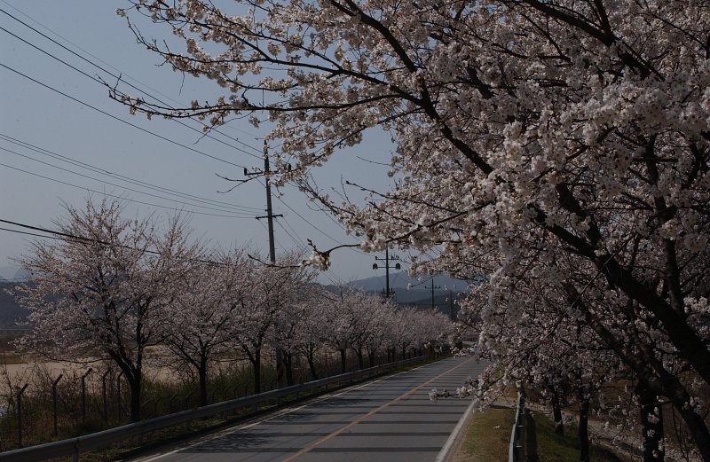 합천군 백리 벚꽃길(1)5