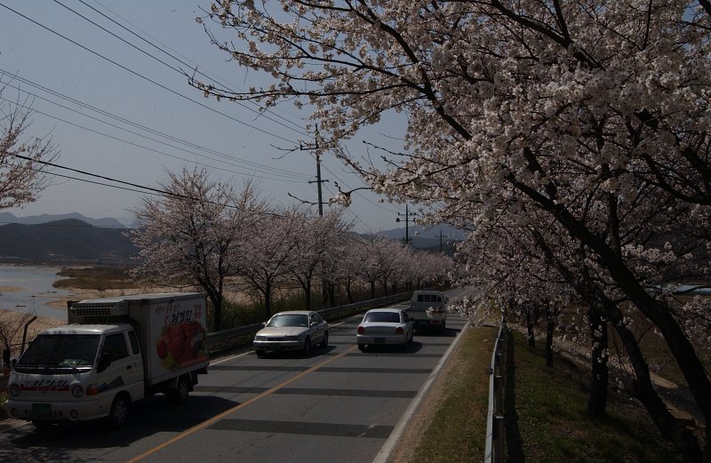 합천군 백리 벚꽃길(1)7