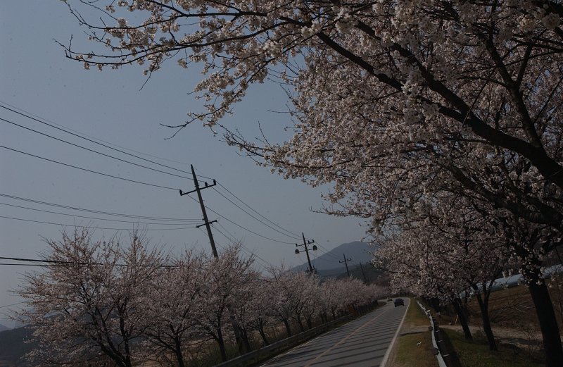 합천군 백리 벚꽃길(1)9