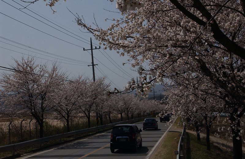 합천군 백리 벚꽃길(1)11