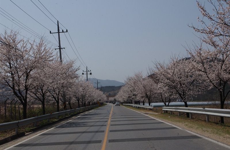 합천군 백리 벚꽃길(1)12