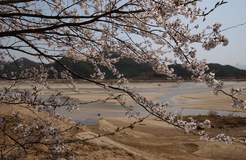 합천군 백리 벚꽃길(1)16