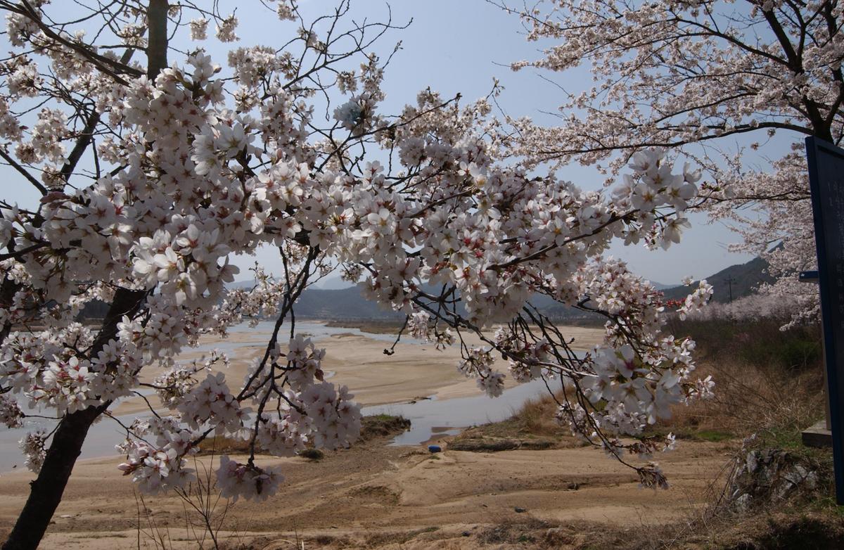 합천군 백리 벚꽃길(1)17