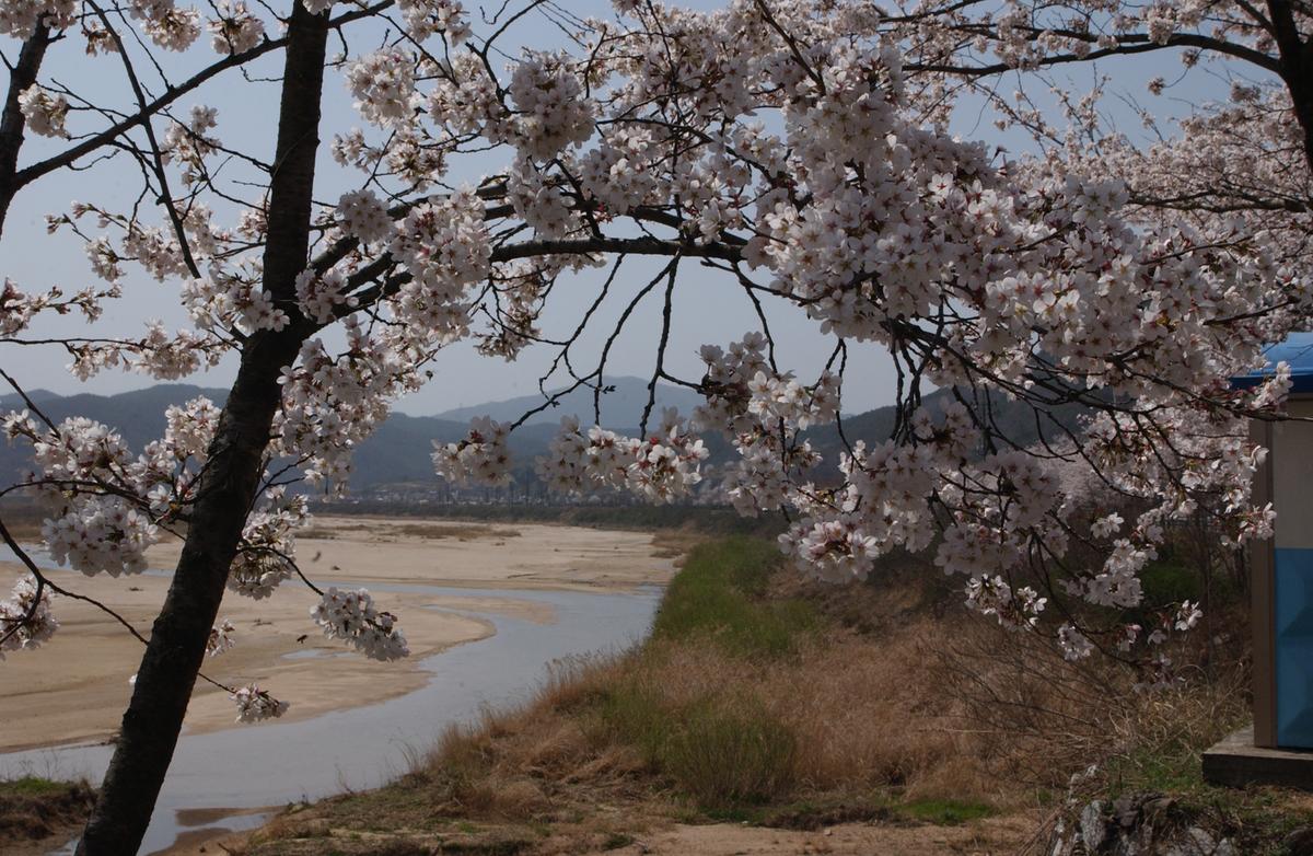 합천군 백리 벚꽃길(1)18