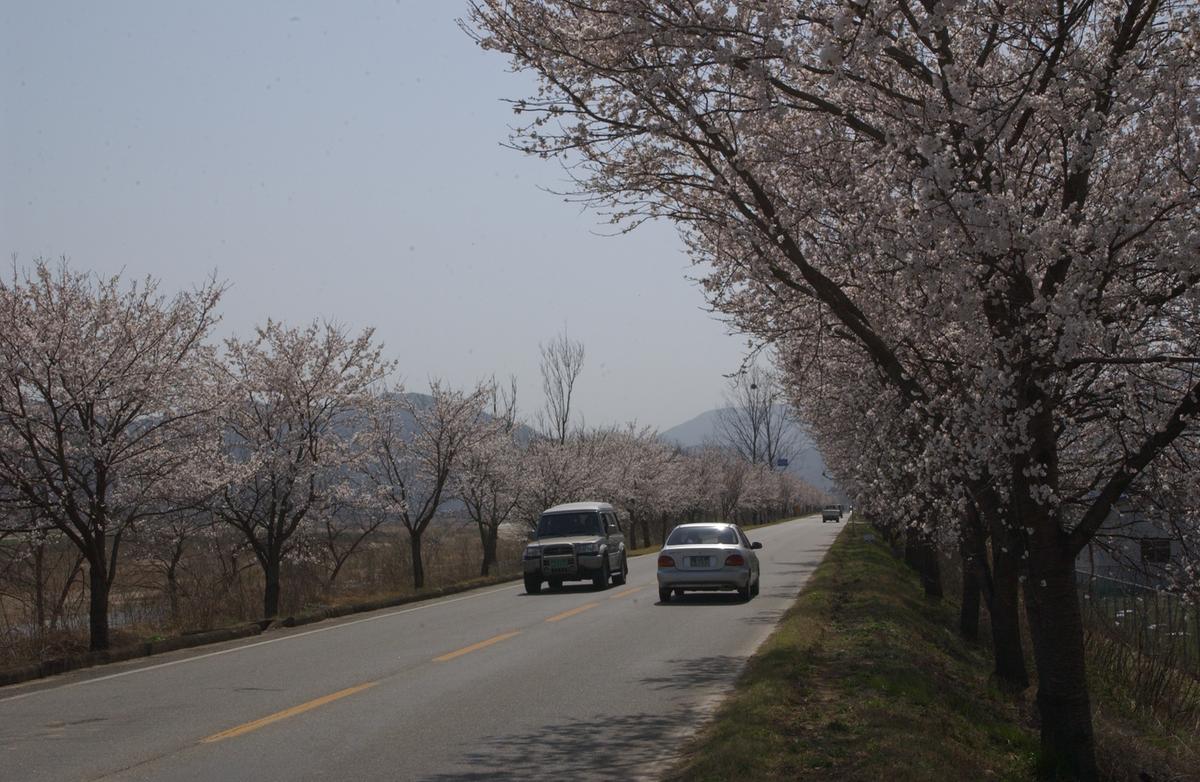합천군 백리 벚꽃길(1)19