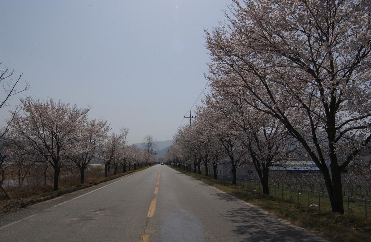합천군 백리 벚꽃길(1)21