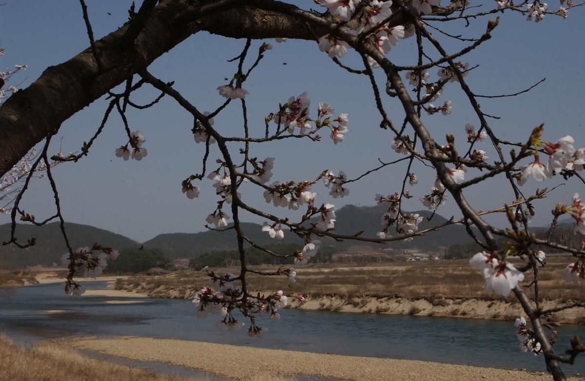 합천군 백리 벚꽃길(1)22