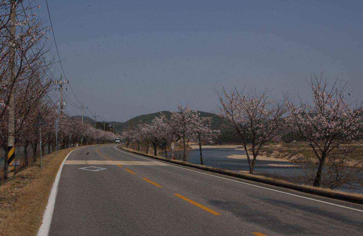 합천군 백리 벚꽃길(1)23