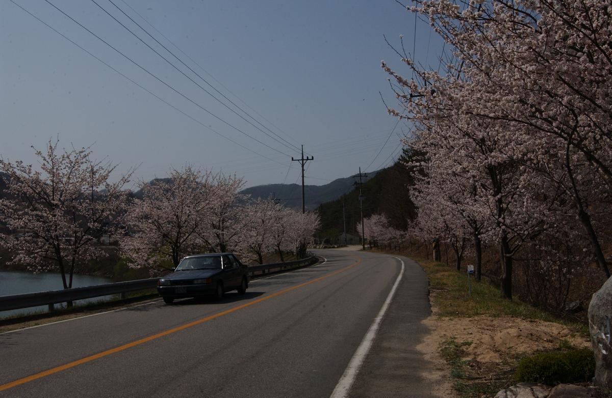 합천군 백리 벚꽃길(1)24