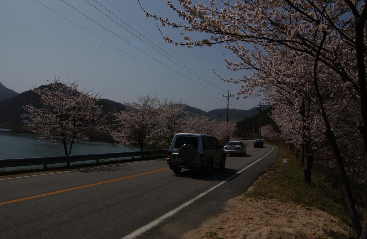 합천군 백리 벚꽃길(1)25