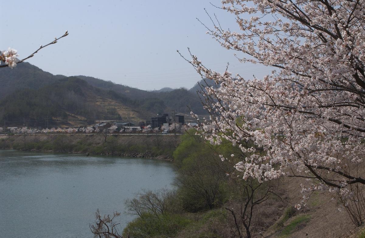 합천군 백리 벚꽃길(1)26