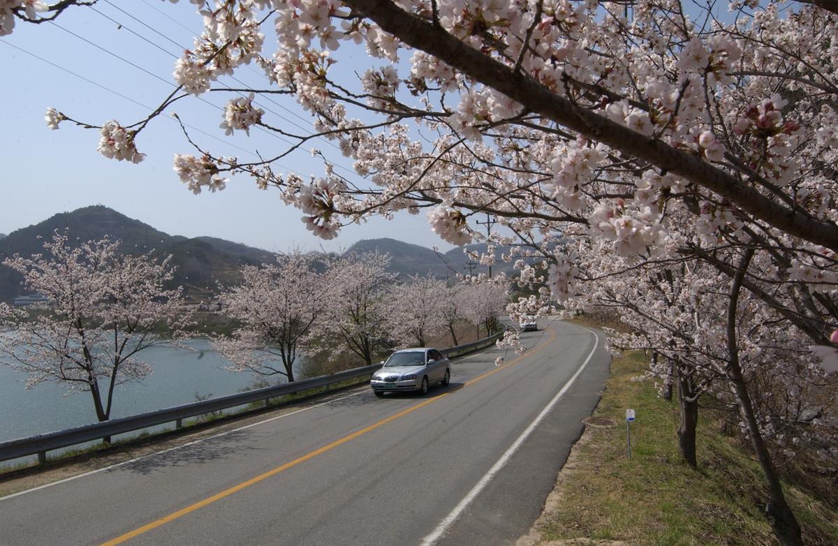 합천군 백리 벚꽃길(1)27