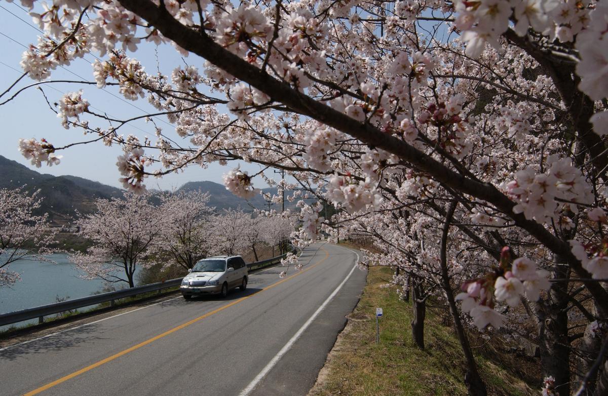 합천군 백리 벚꽃길(1)28