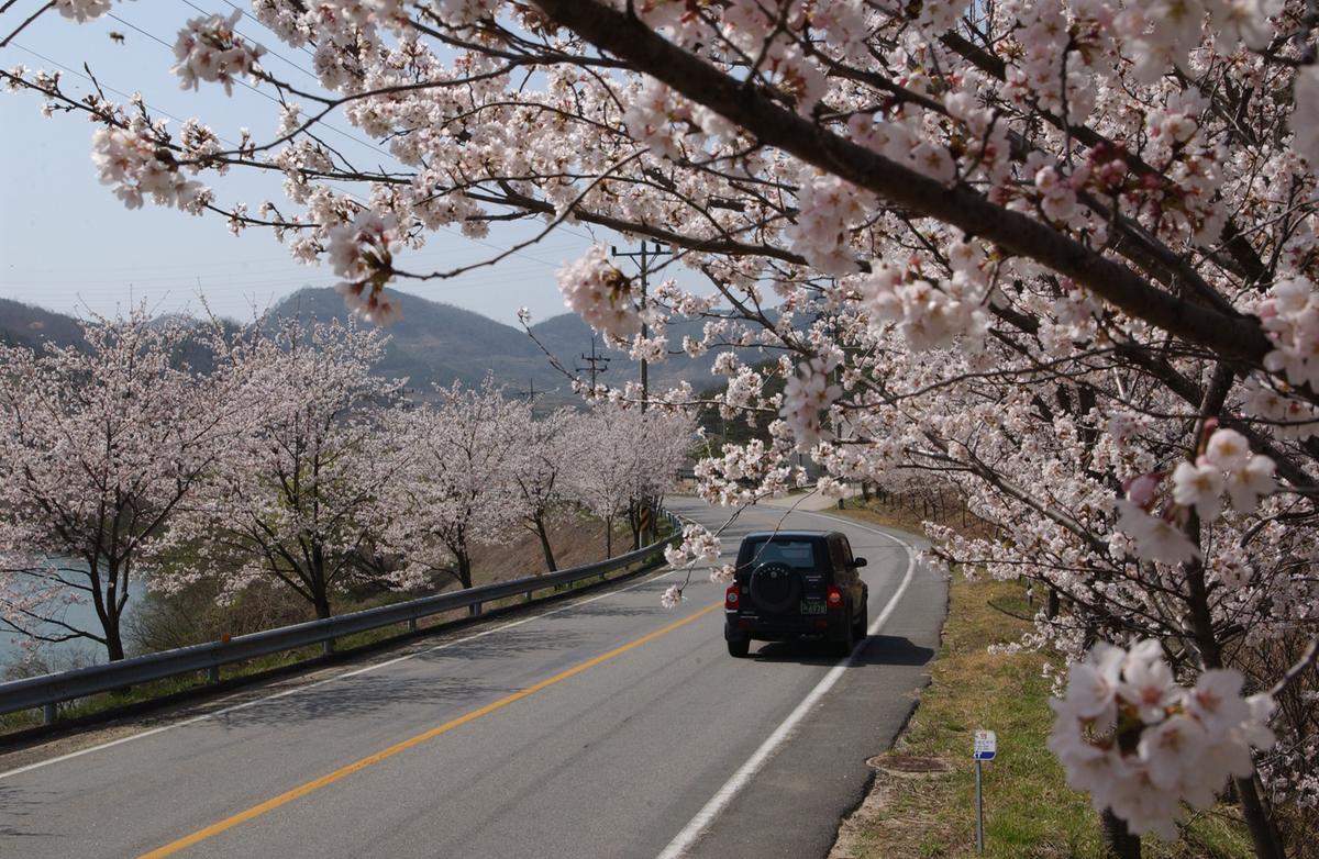 합천군 백리 벚꽃길(1)29