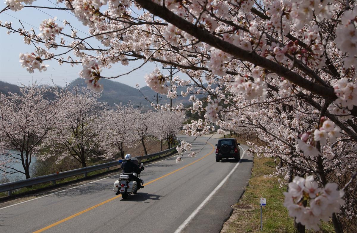 합천군 백리 벚꽃길(1)30