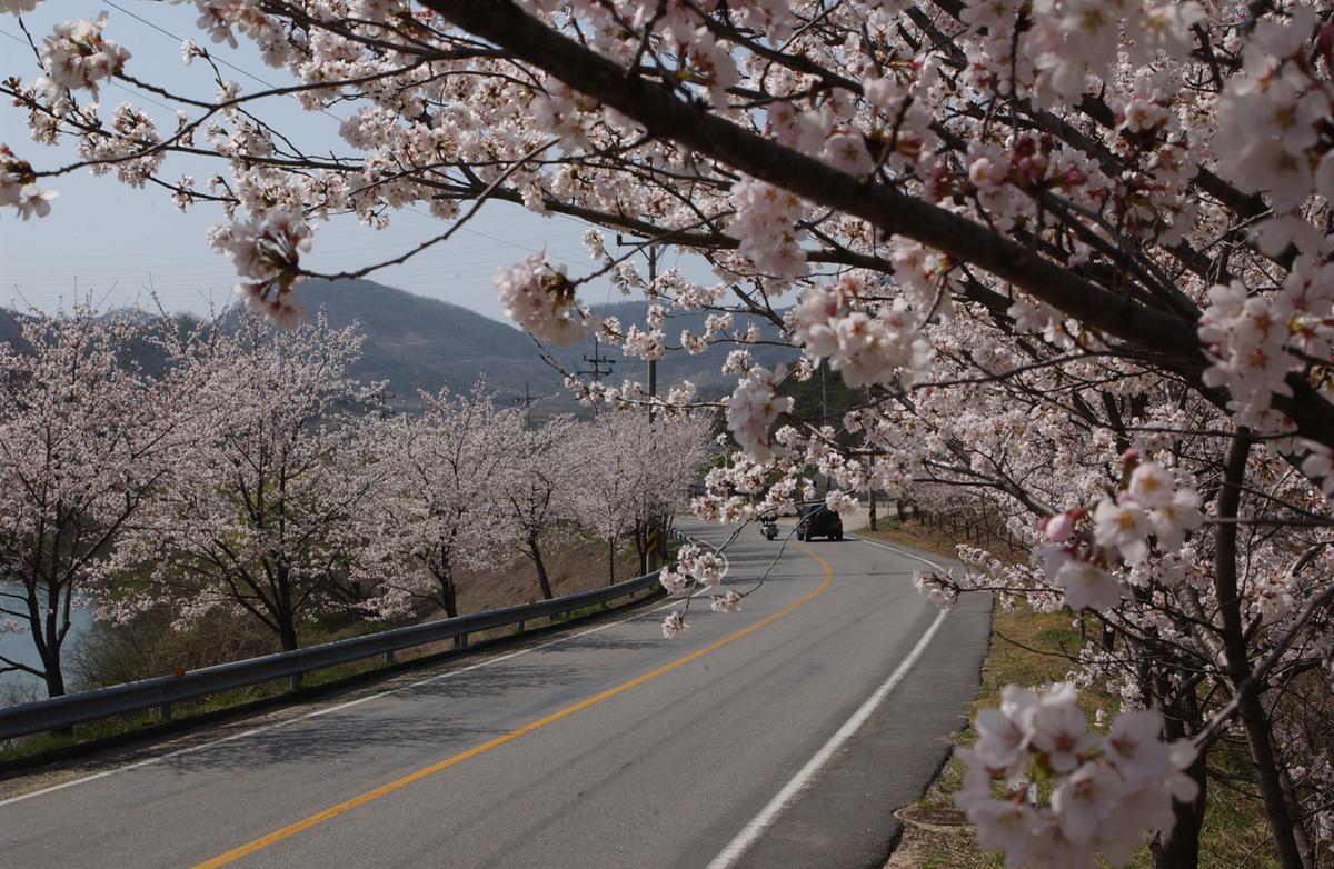 합천군 백리 벚꽃길(2)1