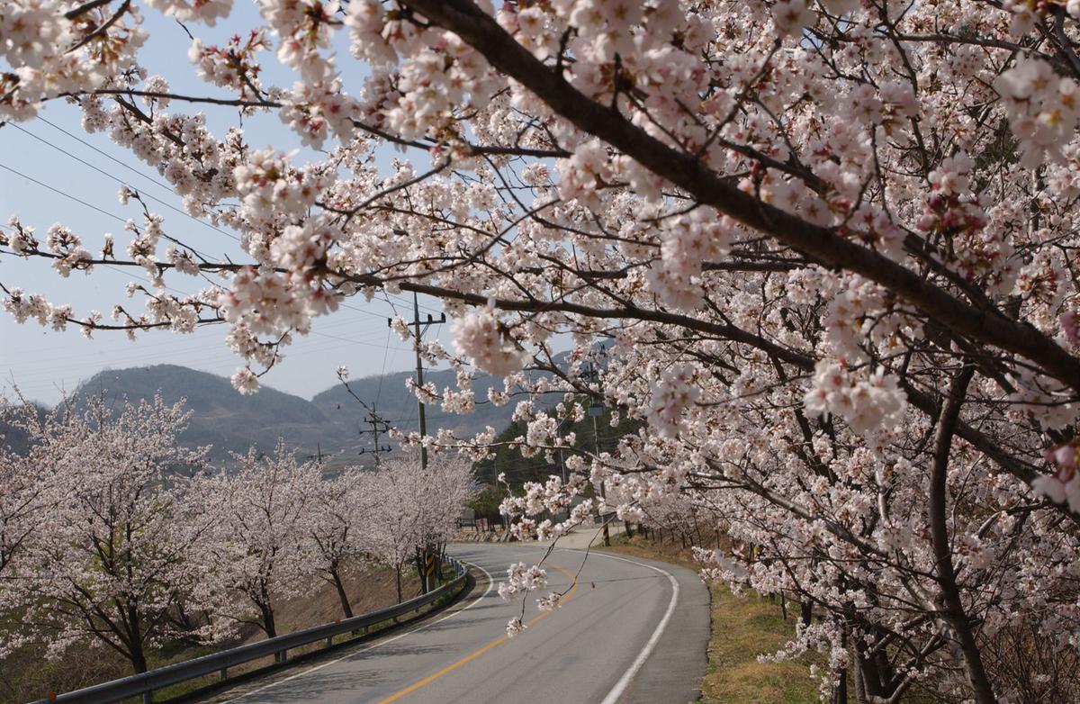 합천군 백리 벚꽃길(2)2