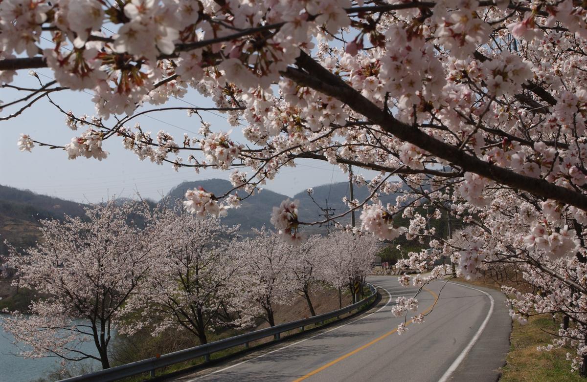 합천군 백리 벚꽃길(2)3