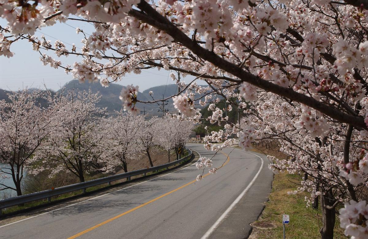 합천군 백리 벚꽃길(2)4