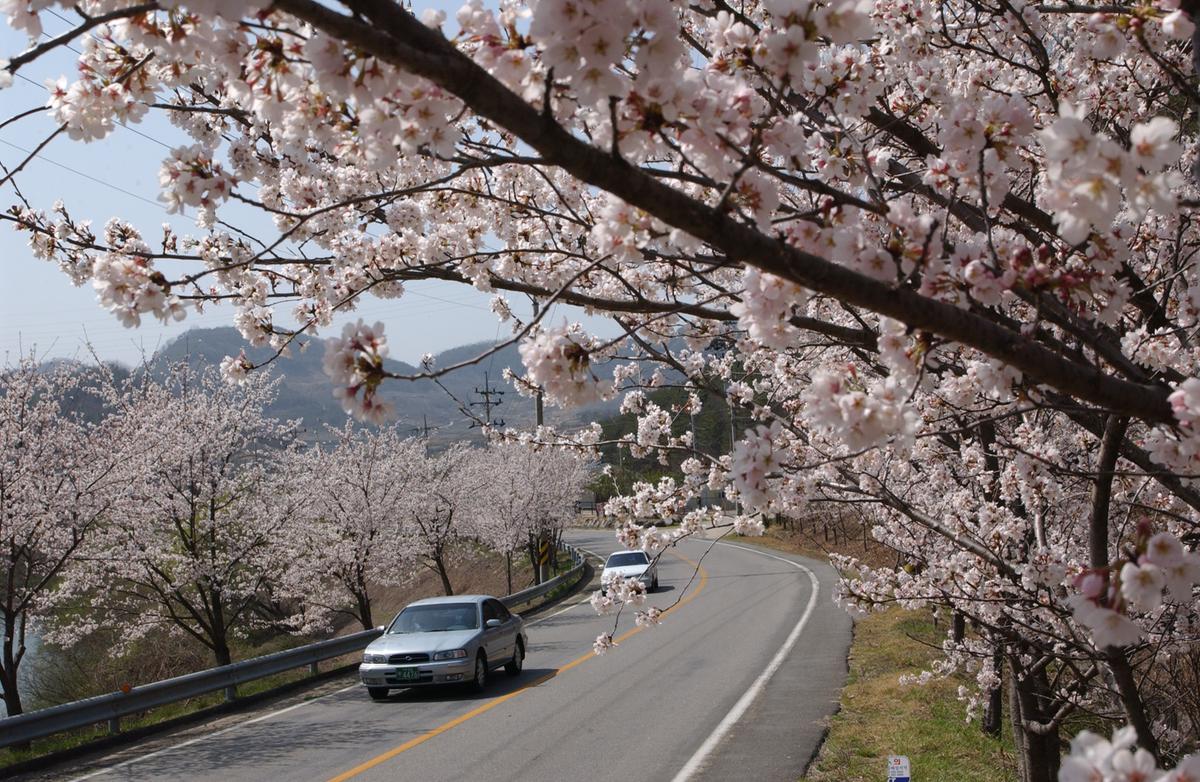 합천군 백리 벚꽃길(2)5