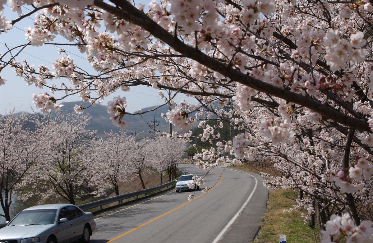 합천군 백리 벚꽃길(2)6