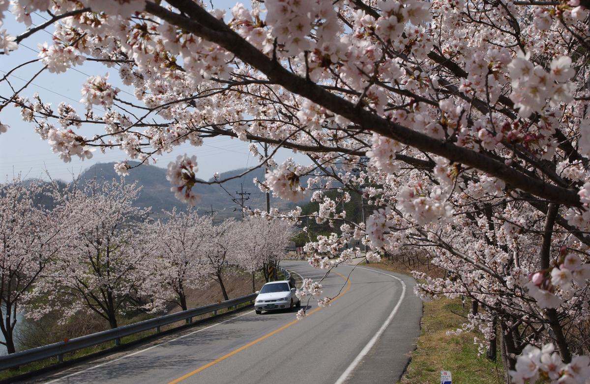 합천군 백리 벚꽃길(2)7