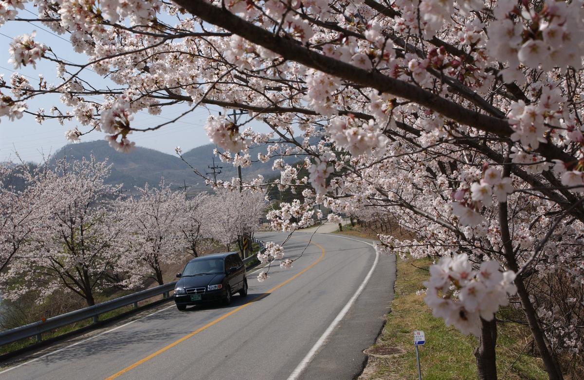 합천군 백리 벚꽃길(2)8