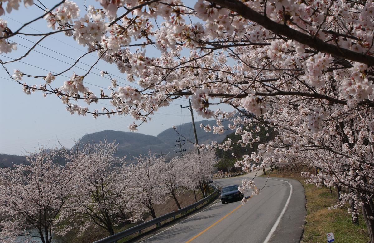 합천군 백리 벚꽃길(2)9