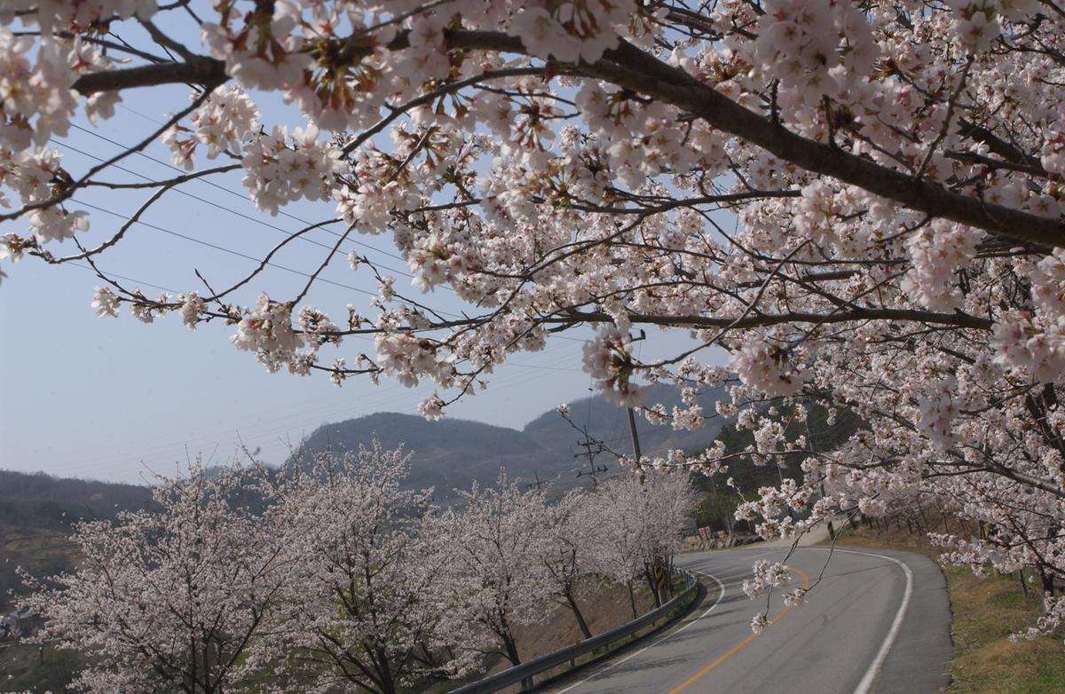 합천군 백리 벚꽃길(2)10