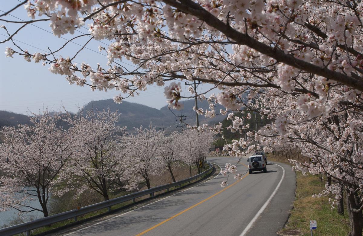 합천군 백리 벚꽃길(2)12