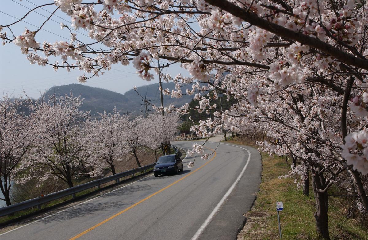 합천군 백리 벚꽃길(2)14