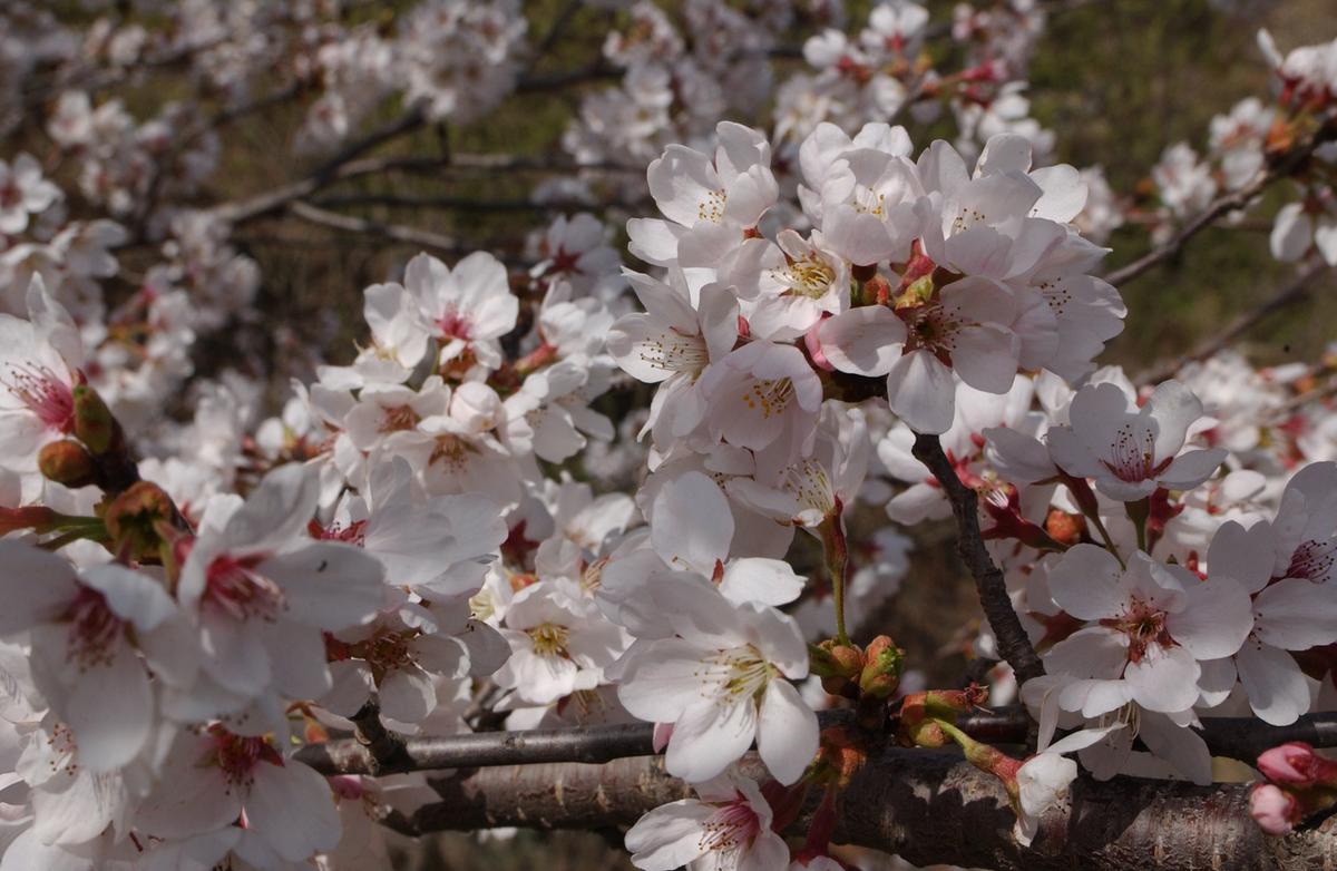 합천군 백리 벚꽃길(2)15