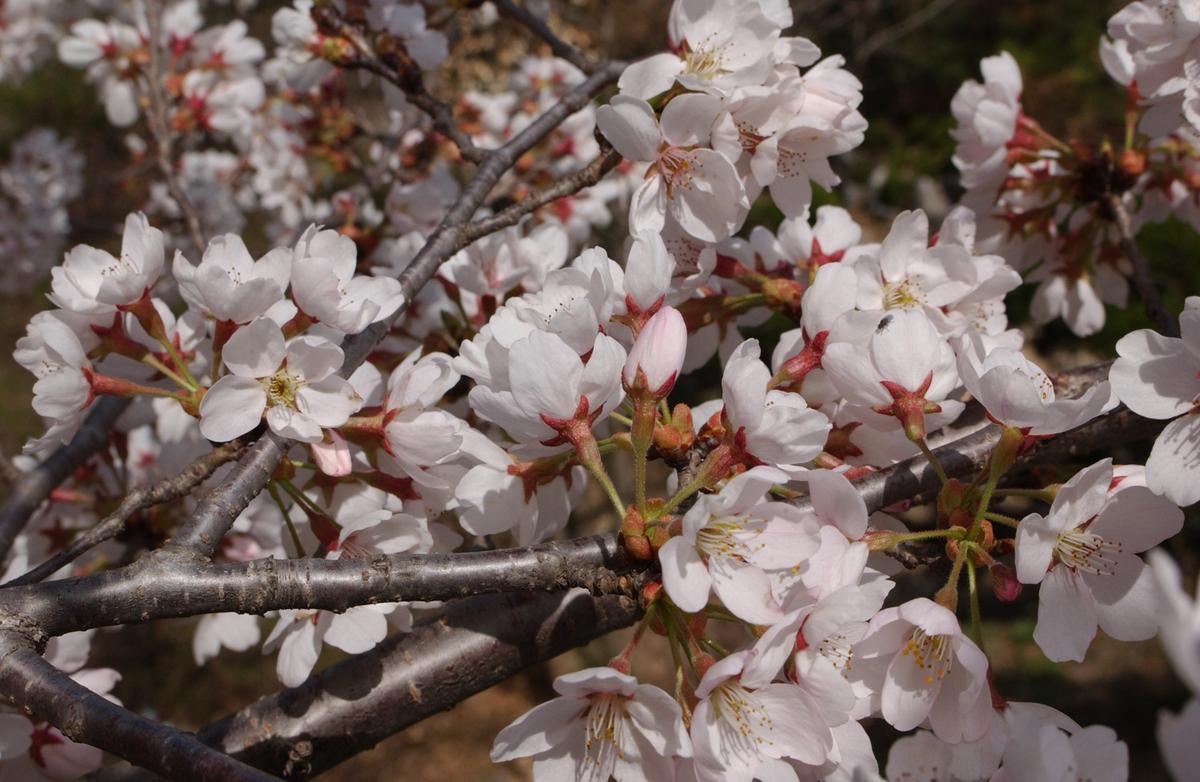 합천군 백리 벚꽃길(2)16