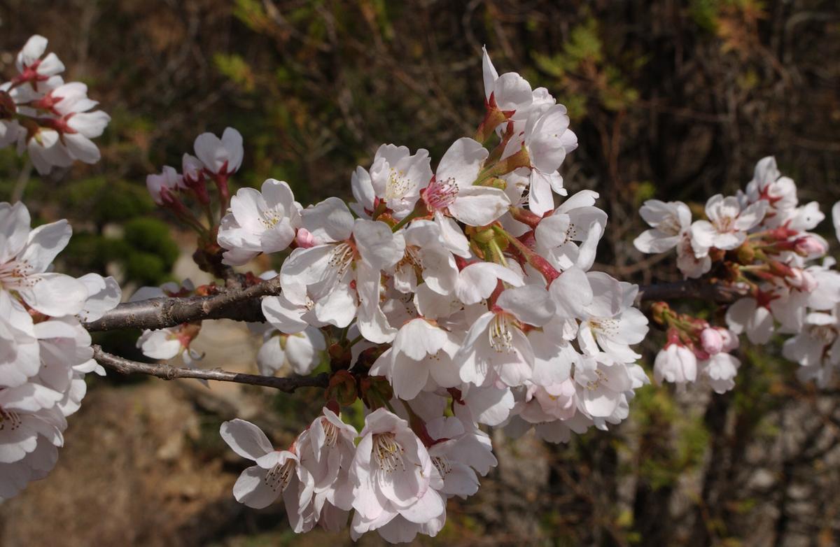 합천군 백리 벚꽃길(2)17