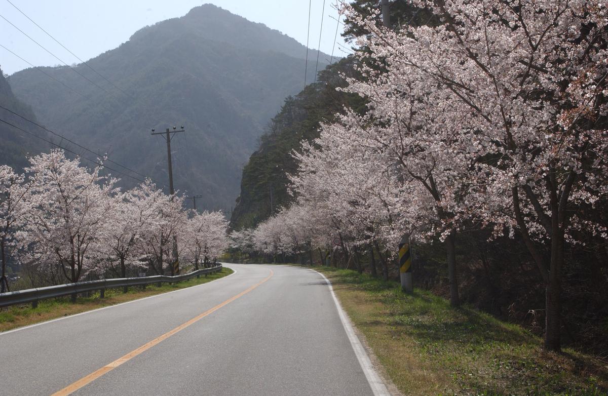 합천군 백리 벚꽃길(2)19
