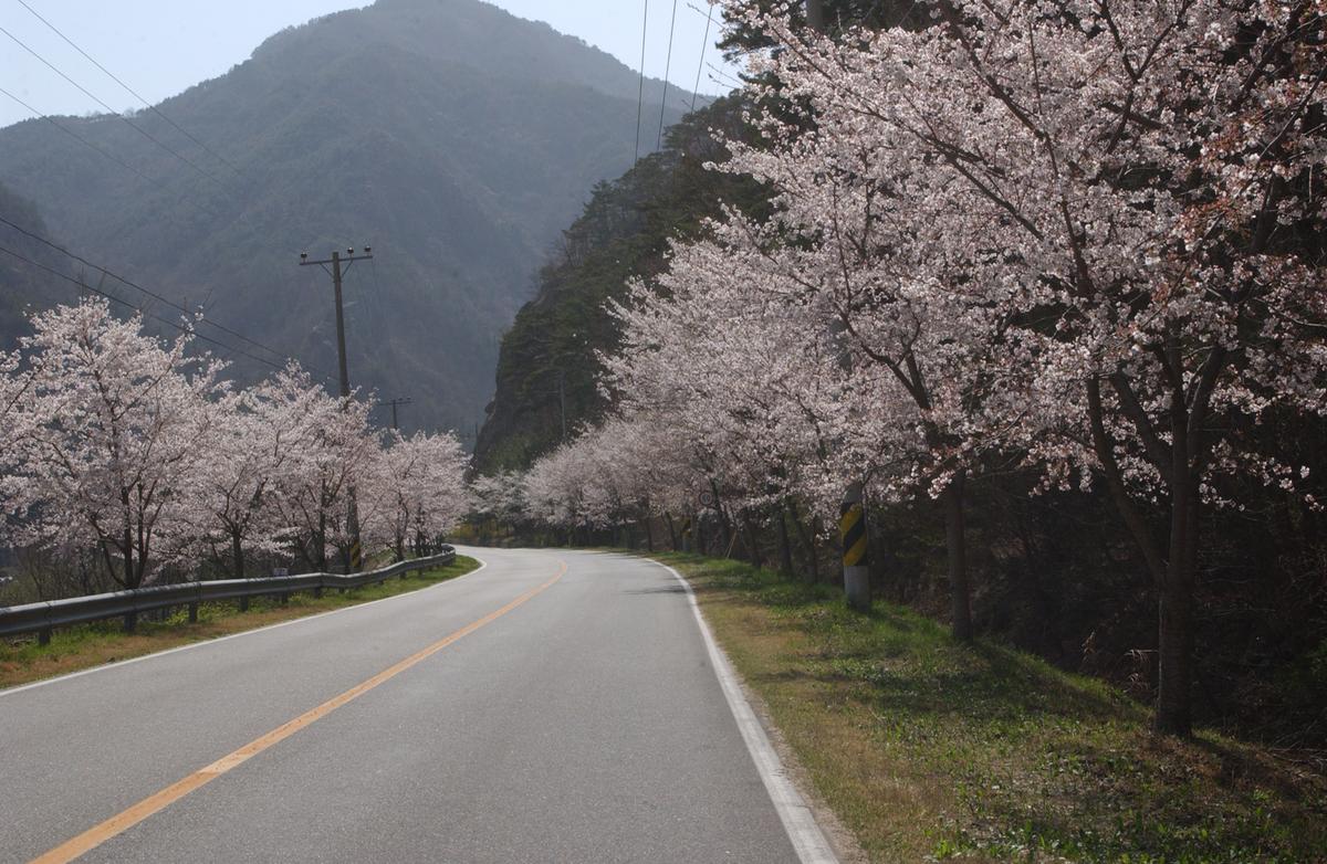 합천군 백리 벚꽃길(2)20