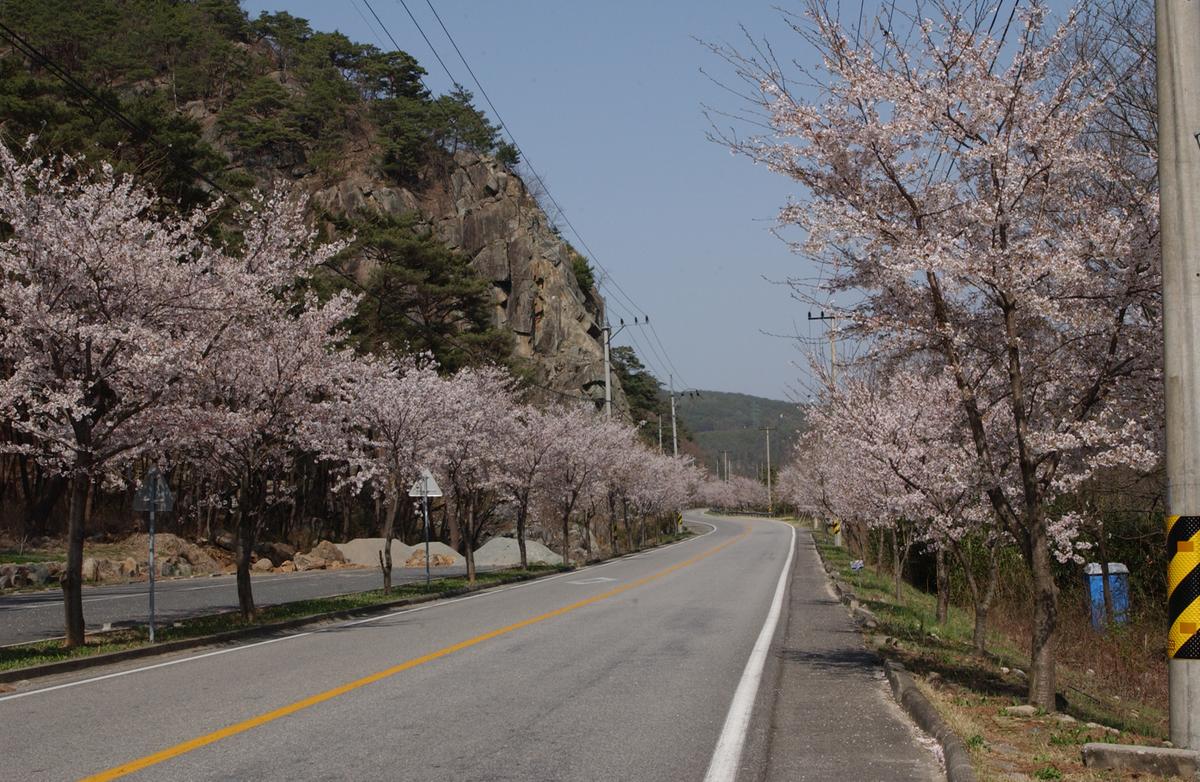 합천군 백리 벚꽃길(2)21