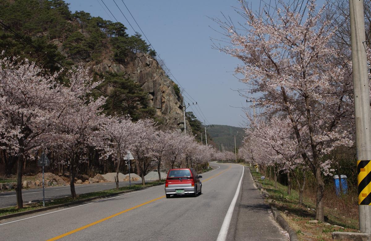 합천군 백리 벚꽃길(2)22