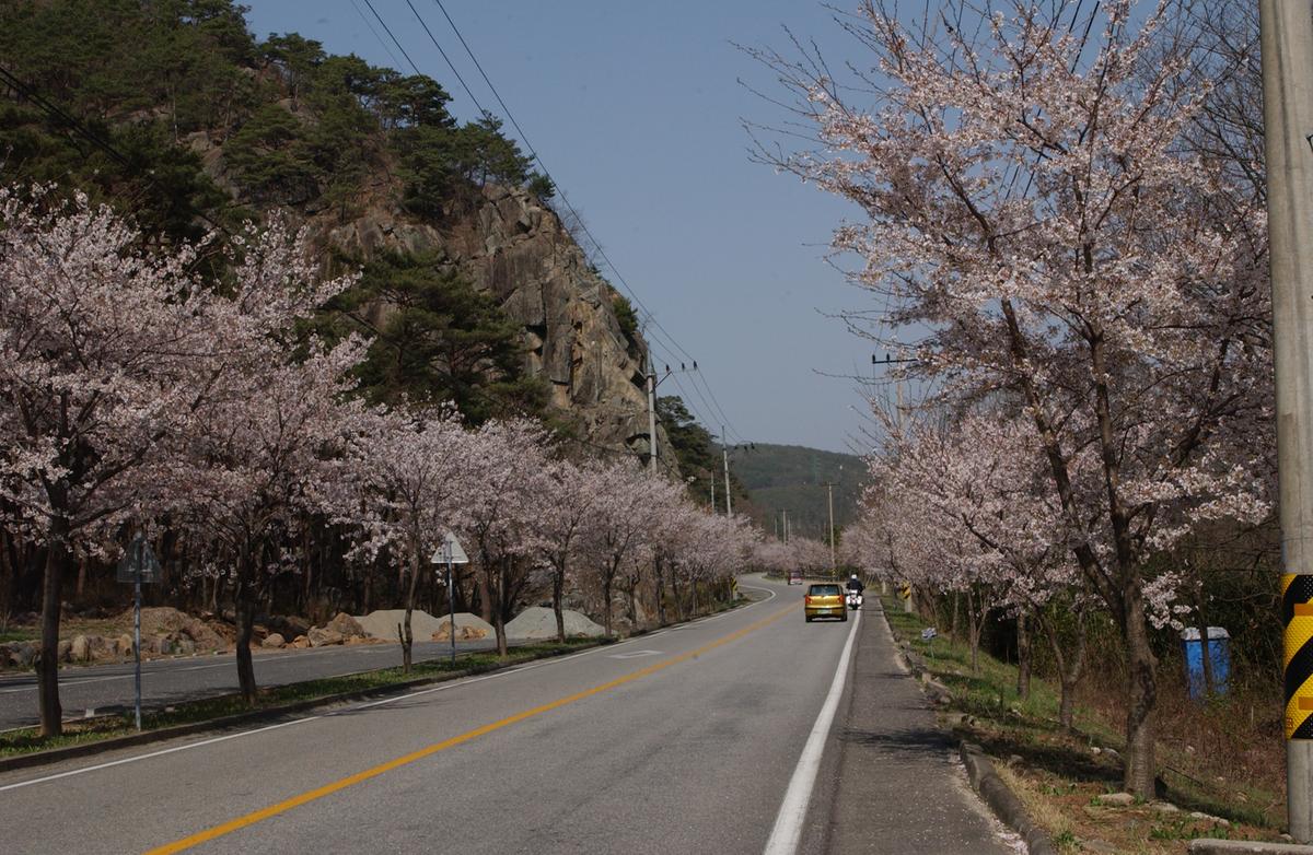 합천군 백리 벚꽃길(2)23